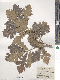 Quercus macrocarpa image