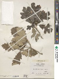 Quercus laevis image