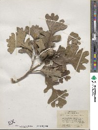 Quercus macrocarpa image