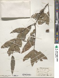 Quercus laurifolia image