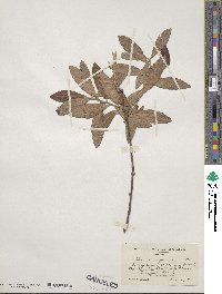 Quercus michauxii image