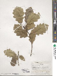 Quercus robur image