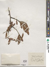 Quercus michauxii image