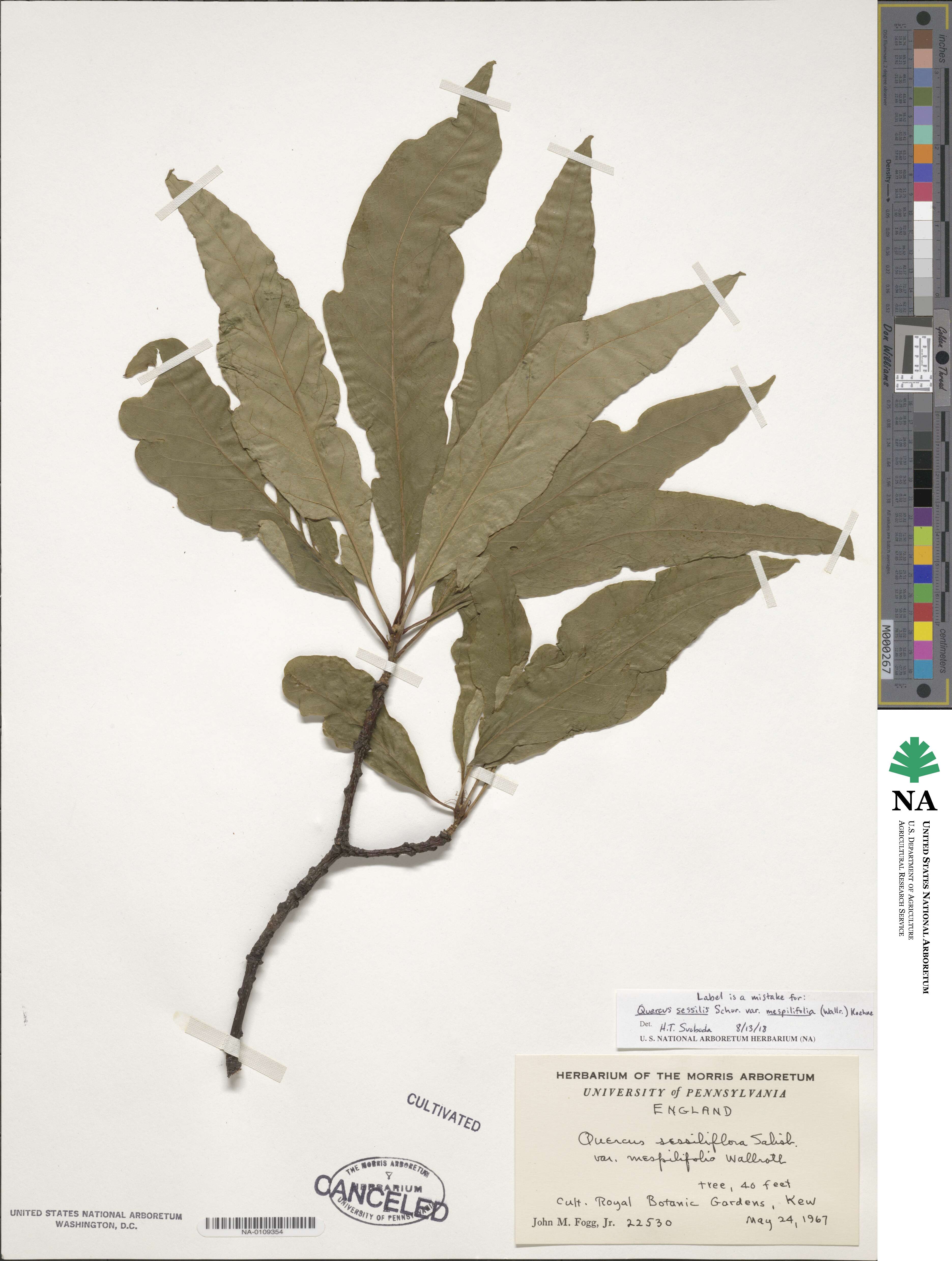 Quercus petraea subsp. petraea image