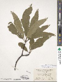 Quercus petraea subsp. petraea image