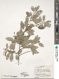 Quercus suber image