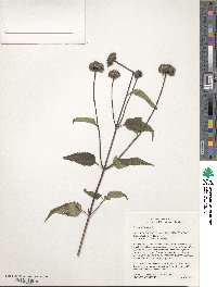 Monarda fistulosa image