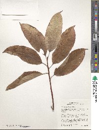 Oxydendrum arboreum image