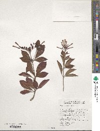 Hamelia rostrata image