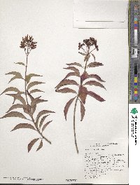 Hamelia rostrata image