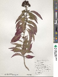 Hamelia rostrata image