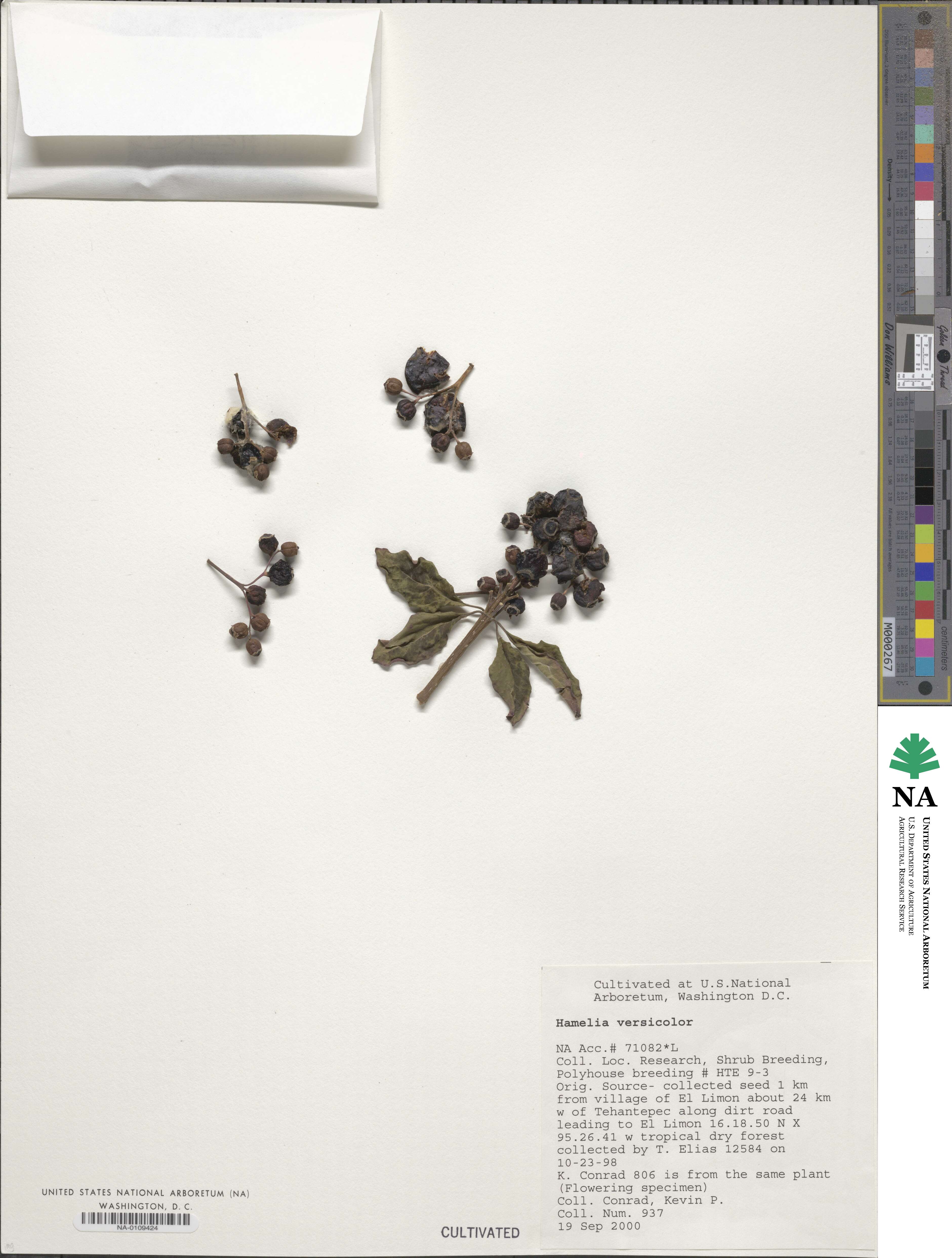 Hamelia rostrata image