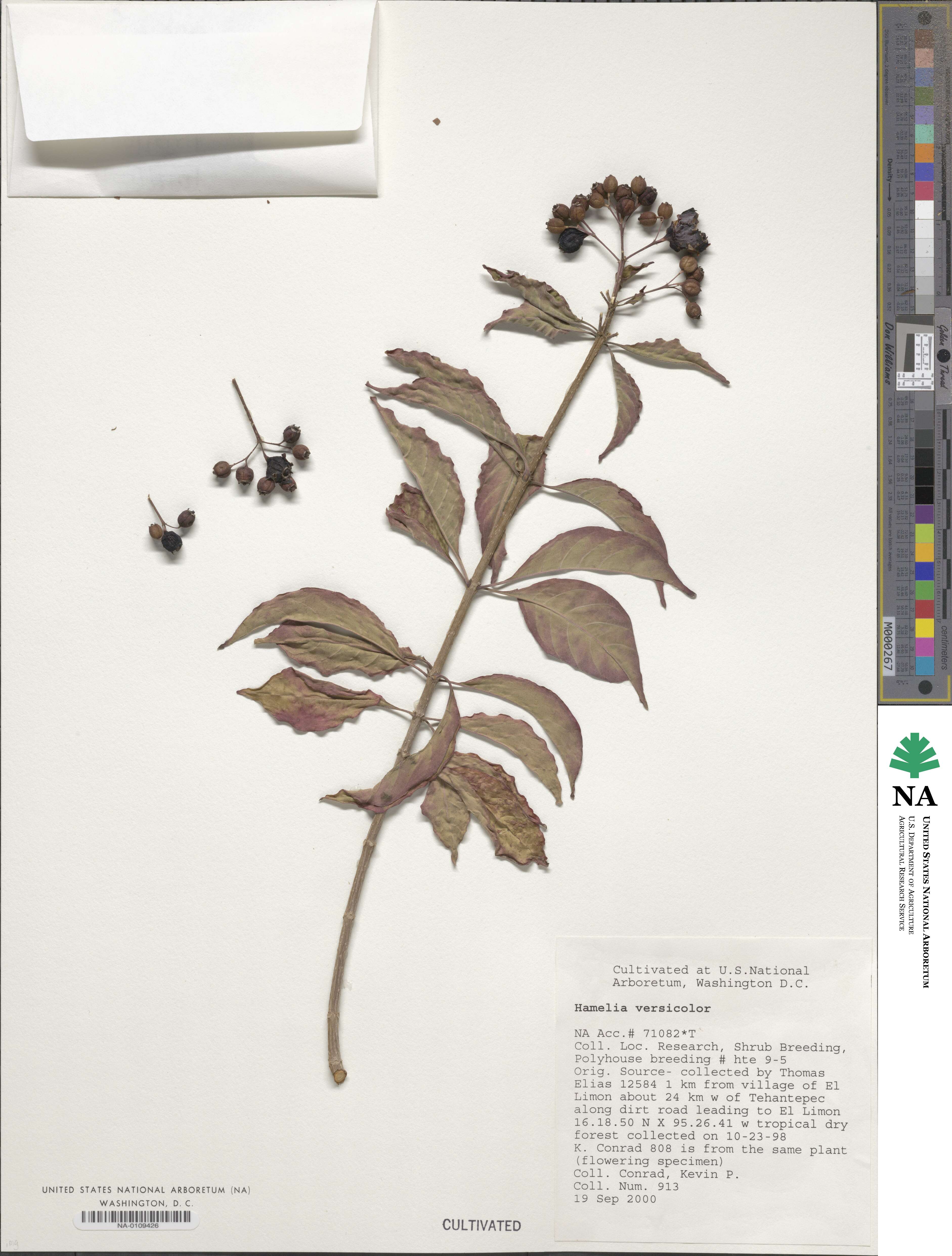 Hamelia rostrata image