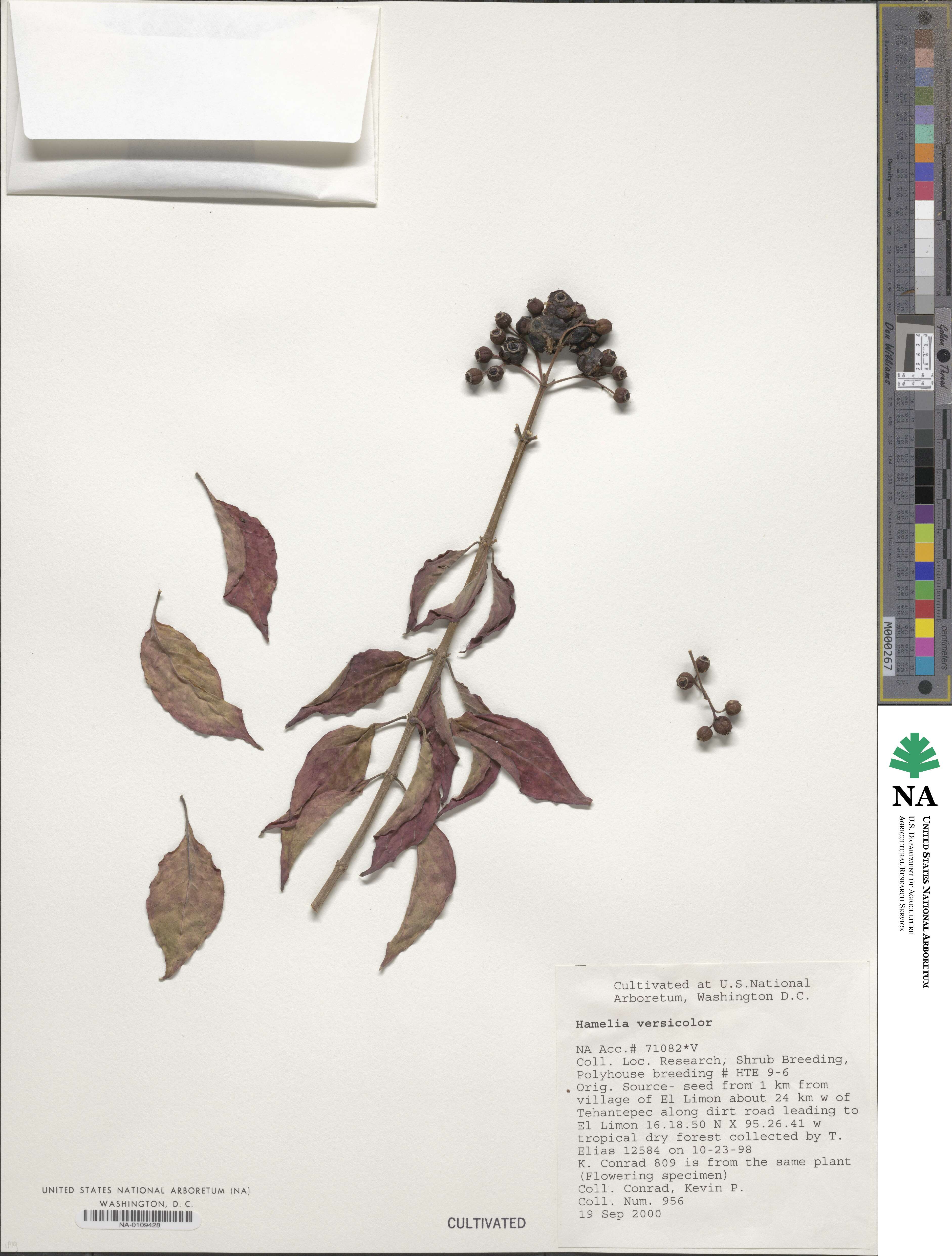 Hamelia rostrata image