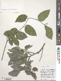 Celtis reticulata image