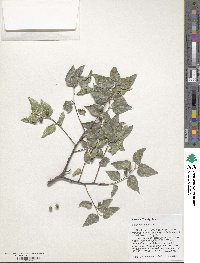 Celtis reticulata image