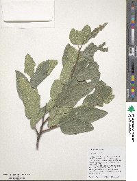 Celtis reticulata image