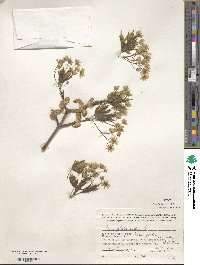 Acer platanoides image