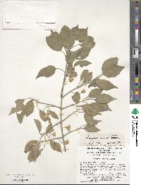 Euonymus maackii image