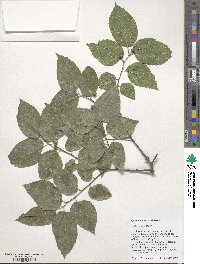 Celtis occidentalis image