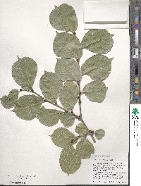 Ulmus macrocarpa image