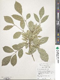 Image of Fraxinus berlandieriana