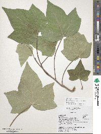 Hedera algeriensis image