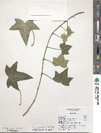 Hedera helix image