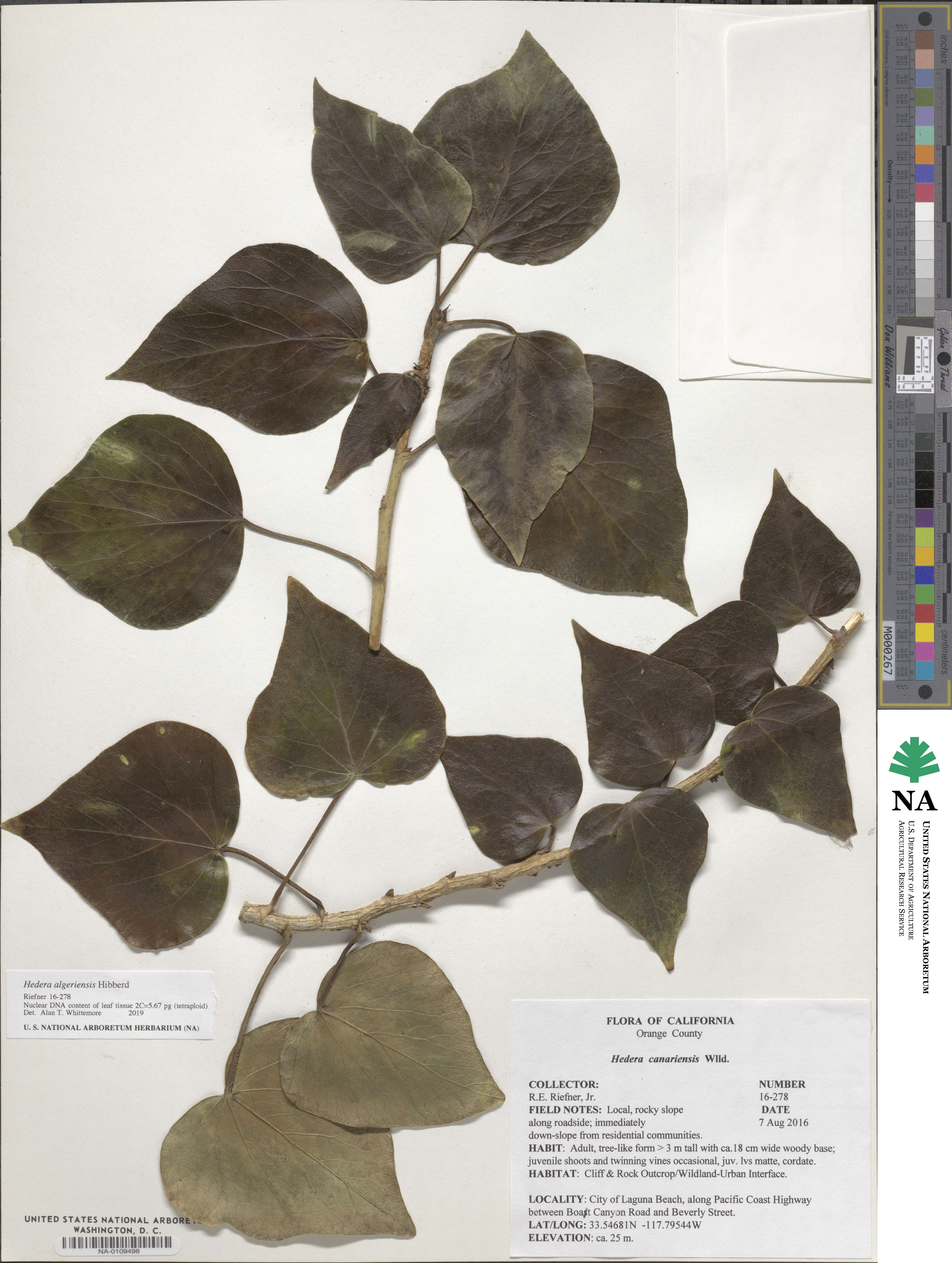 Hedera algeriensis image