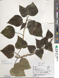 Hedera algeriensis image