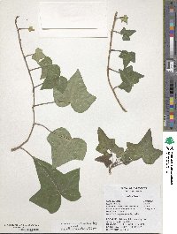 Hedera helix image