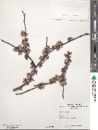 Cercis canadensis image