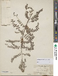 Indigofera heterantha image