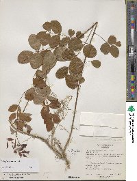 Indigofera fortunei image