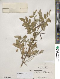 Indigofera amblyantha image