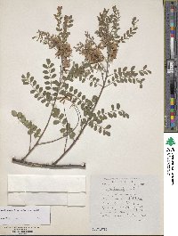 Indigofera heterantha image