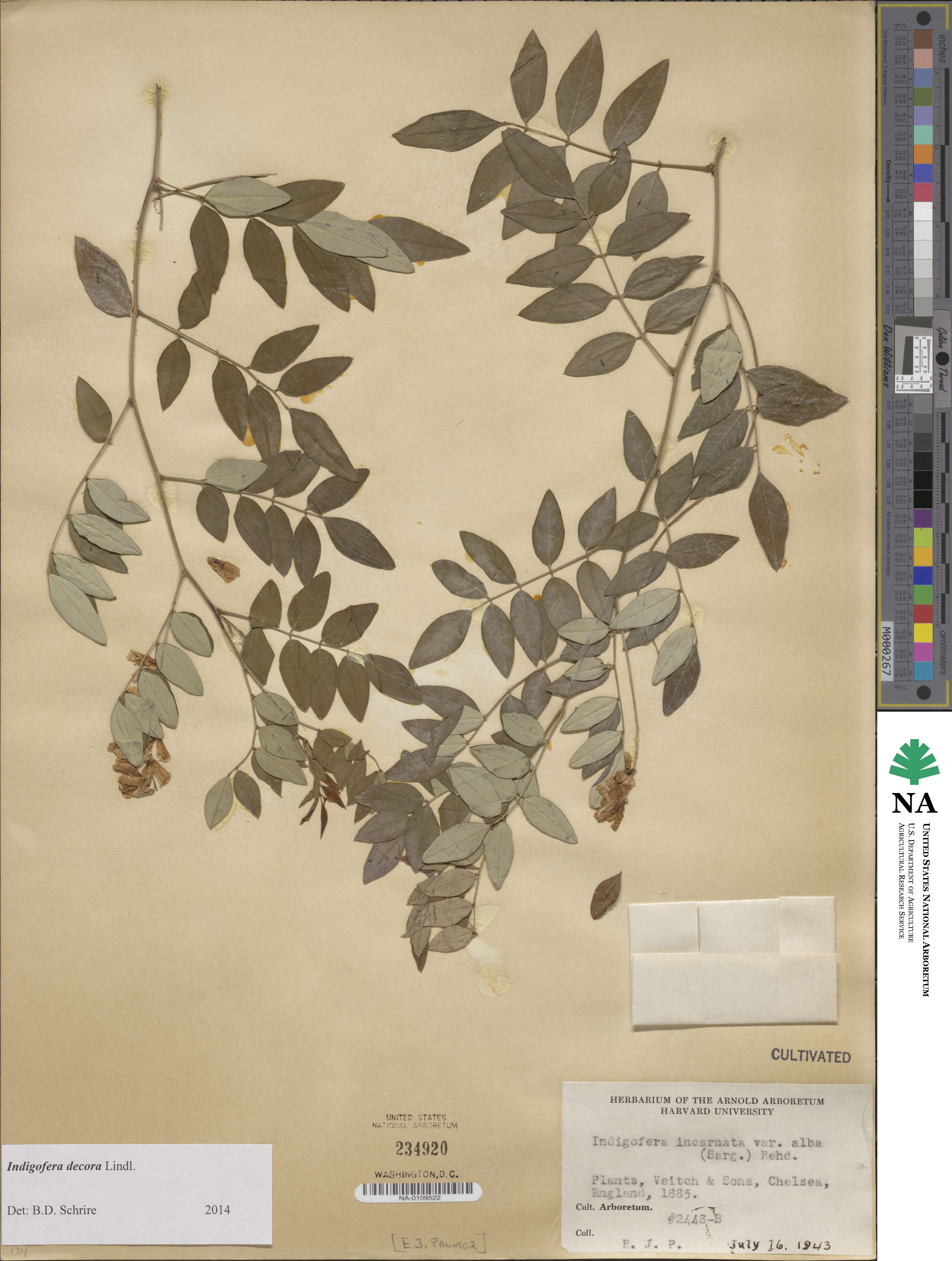 Indigofera incarnata image