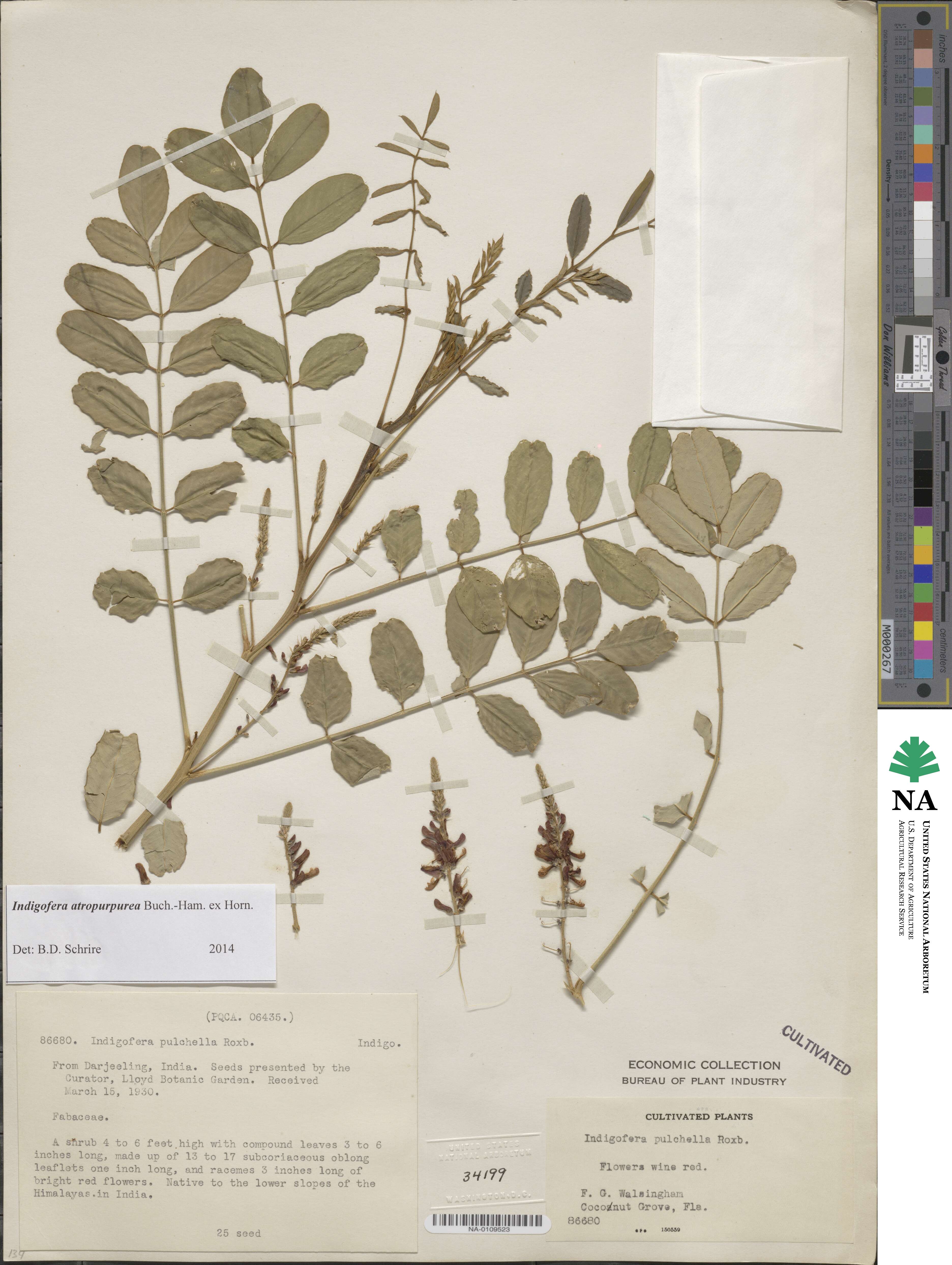 Indigofera atropurpurea image