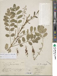 Image of Indigofera atropurpurea