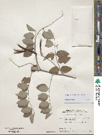 Indigofera kirilowii image