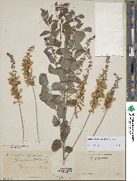 Indigofera kirilowii image