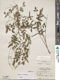 Indigofera amblyantha image