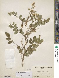 Indigofera amblyantha image