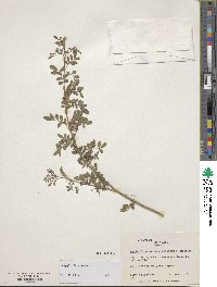 Indigofera bungeana image