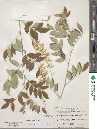 Indigofera incarnata image