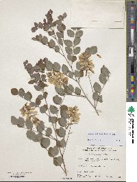 Indigofera kirilowii image