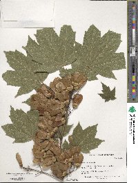 Acer diabolicum image