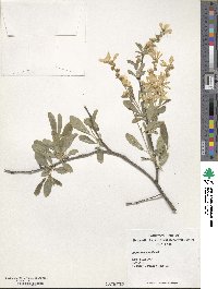 Exochorda racemosa image