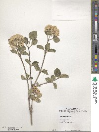 Viburnum carlesii var. bitchiuense image