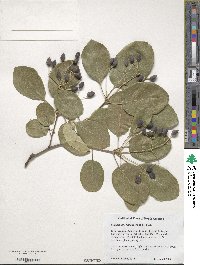 Chionanthus retusus image